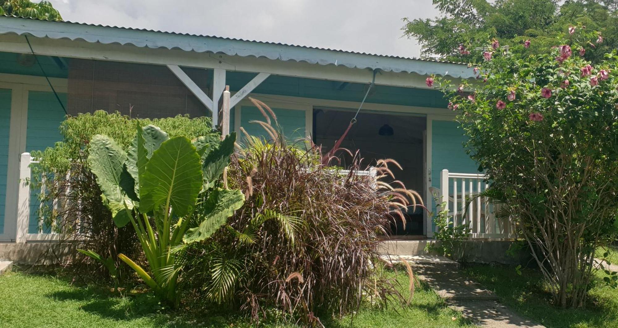 Cocodile * Sainte-Anne (Grande-Terre)