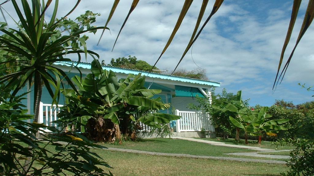 Cocodile * Sainte-Anne (Grande-Terre)