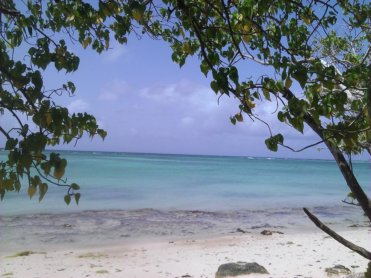 Cocodile * Sainte-Anne (Grande-Terre)