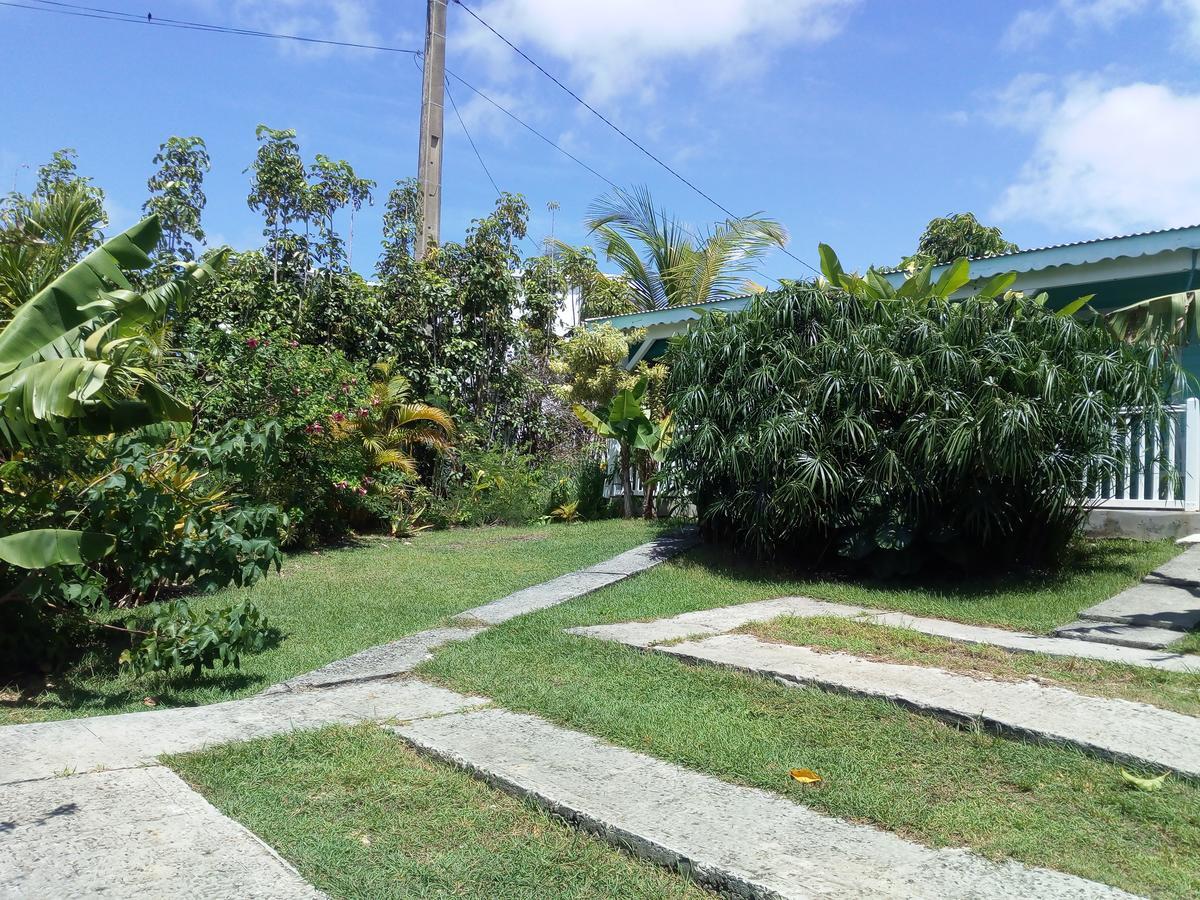 Cocodile Sainte-Anne (Grande-Terre)